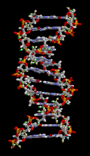 Animatie van een héél klein stukje DNA-structuur. 
Horicontale staven representeren basenparen.
brian0918™ 2005 wikipedia.org