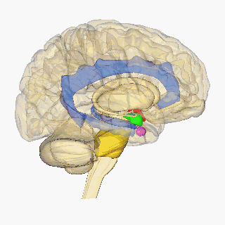 Animatie van menselijke hersenen
Zonder rechter cerebrum 
Frontale kwab rood gekleurd
Was A Bee 2010 wikipedia.org