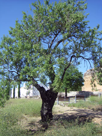 Amandelboom, Prunus amygdalus L. Rosacae
Circuito Botânico, Flora Mediterrânica, 
Ruínas romanas de Milreu, Estoi, Portugal
Kalab 2012
