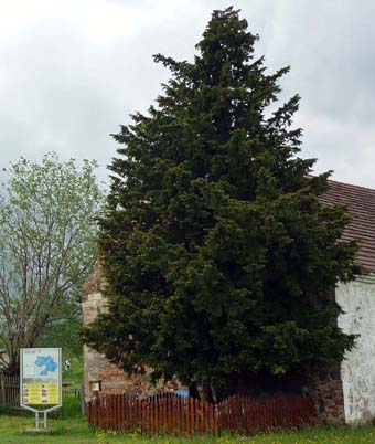 De taxus van Henryków, 
Katholiek Hennersdorf, Neder-Silezië, 
is 1400 jaar oud. Tot 1945 achtte men
hem de oudste boom van Duitsland, 
maar nu als de oudste boom in Polen.
SchiDD 2011 commons.wikimedia