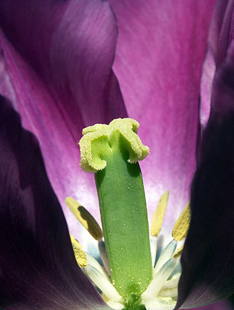 Tulpenbloem
Macroopname van binnenkant. 
Mannelijke en vrouwelijk voortplantingsorganen: 
meeldraden en vruchtbeginsel
Böhringer 2007 commons.wikimedia