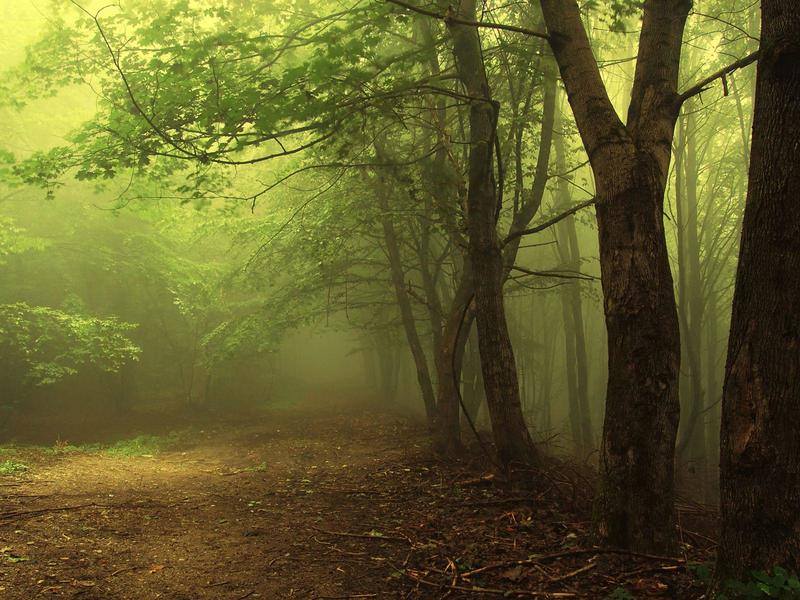 Barbara Milito, 7 april 2015. Barbara's banner on Facebook shows a forest path. Green light streams through tree stems and branches from the right, falling on the path and bushes to the left of the path. A forest as she will be remembered to have loved to roam.