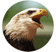 Screeching Bald Eagle