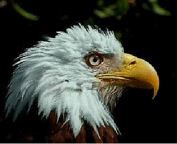 Bald Eagle's head looking East at Wolf ...