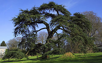 Libanon-ceder, Cedrus libani
Park in Morlanwelz, België
Jean-Pol Grandmont 2008 commons.wikimedia