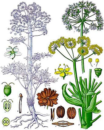 'Ferula foetida',
Franz Eugen Köhler,
Köhler's Medizinal-Pflanzen 1897.
Editor at Large 2007 wikipedia.org 'Ferula foetida',
Franz Eugen Köhler,
Köhler's Medizinal-Pflanzen 1897.
Editor at Large 2007 wikipedia.org