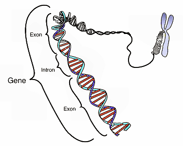Coderend gebied in één segment eukaryotische DNA.
Stilistisch diagram van één gen in de dubbele
helix van DNA en rechts een chromosoom.
Ravidreams 2005 wikipedia.org Coderend gebied in één segment eukaryotische DNA.
Stilistisch diagram van één gen in de dubbele
helix van DNA en rechts een chromosoom.
Ravidreams 2005 wikipedia.org