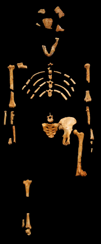 Catalogus-nr.: AL 288-1.
Populaire naam: 'Lucy'.
Soort: 'Australopithecus afarensis'.
Ouderdom: 3,2 miljoen jaar.
Vindplaats: Afar Depressie, Ethiopië.
Datum: 24 november 1974.
Ontdekt door: Donald Johanson, 
Maurice Taieb, Yves Coppens en Tom Gray.
Gietsel: Museum national d'histoire naturelle,
Parijs. 120 2007 wikipedia.org