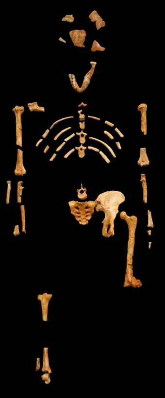 Catalogus-nr.: AL 288-1.
Populaire naam: 'Lucy'.
Soort: 'Australopithecus afarensis'.
Ouderdom: 3,2 miljoen jaar.
Vindplaats: Afar Depressie, Ethiopië.
Datum: 24 november 1974.
Ontdekt door: Donald Johanson,
Maurice Taieb, Yves Coppens en Tom Gray.
Gietsel: Museum national d'histoire naturelle,
Parijs. 120 2007 wikipedia.org Catalogus-nr.: AL 288-1.
Populaire naam: 'Lucy'.
Soort: 'Australopithecus afarensis'.
Ouderdom: 3,2 miljoen jaar.
Vindplaats: Afar Depressie, Ethiopië.
Datum: 24 november 1974.
Ontdekt door: Donald Johanson,
Maurice Taieb, Yves Coppens en Tom Gray.
Gietsel: Museum national d'histoire naturelle,
Parijs. 120 2007 wikipedia.org