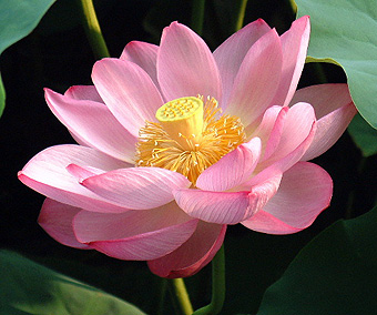 Heilige lotus of Indische lotus, Nelumbo nucifera,
is een waterplant uit de familie van lotusplanten (Nelumbonaceae).
Shin-改 2004 commons.wikipedia Heilige lotus of Indische lotus, Nelumbo nucifera,
is een waterplant uit de familie van lotusplanten (Nelumbonaceae).
Shin-改 2004 commons.wikipedia
