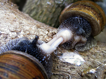 Parende tuinslakken, Helix aspersa 
Carla Isabel Ribeiro 2010 wikipedia.org