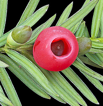 Taxus baccata-besje
Als een beker omhult 
de ‘arillus’, de zaad-
mantel, het zaad
Archaeodontosaurus 
2013 commons.wiki