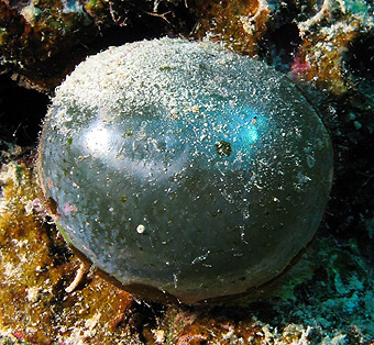 Blaaswier, Valonia ventricosa in de Rode Zee.
Tropische en subtropische gebieden.
Een van de grootste eencellige, monadische, organismen, tot 5 cm.
Alex.vasenin 2013 wikipedia.org Blaaswier, Valonia ventricosa in de Rode Zee.
Tropische en subtropische gebieden.
Een van de grootste eencellige, monadische, organismen, tot 5 cm.
Alex.vasenin 2013 wikipedia.org
