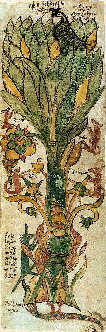 Wereldboom Yggdrasil, 16e eeuw
Wereld-as, wereld-es met mythologische dieren 
uit de ‘Viking mythologie’ (Edda)
IJslandse manuscript AM 738
Árni Magnússon Instituut, IJsland
Jorunn 2005 commons.wikimedia