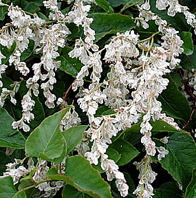 Fallopia baldschuanica, 
Bruidssluier, 
alle foto's op deze pagina: 
commons.wikimedia.org