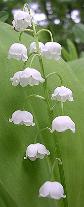 Convallaria majalis
‘Lelietje-van-dalen’ of ‘meiklokje’
Olegivvit 2006 commons.wikimedia