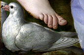 Tortelduiven Tortelduiven