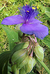 Tradescantia virginiana, 
Eendagsbloem of 
Mozes-in-het-biezen-mandje