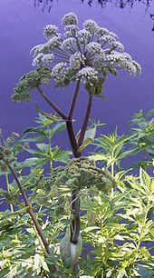 Angelica sylvestris, 
Engelwortel