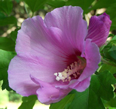 Hibiscus syriacus
Eén kelkvormige ‘Roose van Saron’
Tiffany825 2010 commons.wikimedia