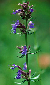 Hyssopus officinalis, 
Hysop