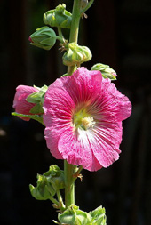 Alcea rosea, 
Roze stokroos