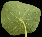 Tropaeolum majus blad