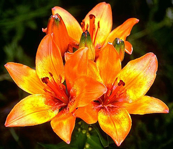 Lilium bulbiferum, Vuurlelie
Mg-K 2005 commons.wikimedia Lilium bulbiferum, Vuurlelie
Mg-K 2005 commons.wikimedia